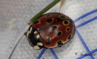 gonflckig nyckelpiga - Eyed Ladybird (Anatis ocellata)