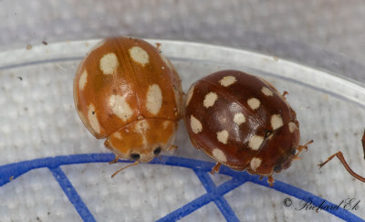 Tiofläckig nyckelpiga (Calvia decemguttata) och Fjortonfläckig lövpiga - Cream-spot ladybird (Calvia quatuordecimguttata)