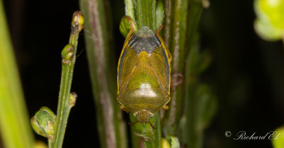 Harrisbrfis (Piezodorus lituratus)