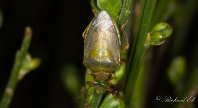 Harrisbrfis (Piezodorus lituratus)