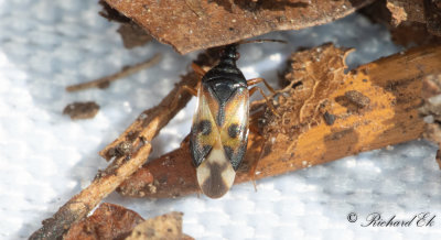 Allmnt nbbsttinkfly (Anthocoris nemorum)