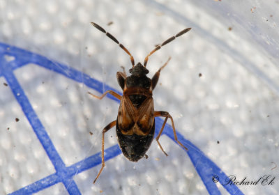 Scolopostethus thomsoni