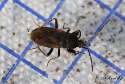 Eremocoris plebejus