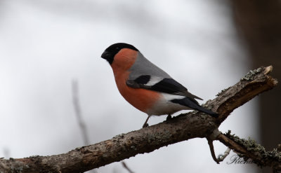 Domherre - Bullfinch (Pyrrhula pyrrhula)