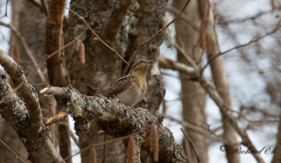 Göktyta - Eurasian Wryneck (Jynx torquilla)