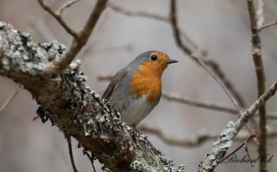 Rödhake - European Robin (Erithacus rubecula)