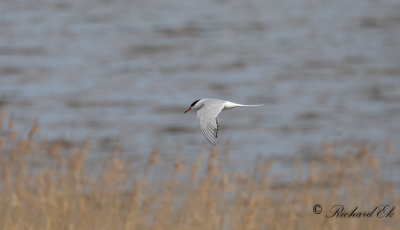 Fisktärna - Common Tern (Sterna hirundo)
