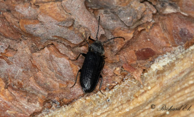 Strimmig barkbock (Asemum striatum)