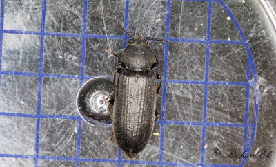 Strimmig barkbock (Asemum striatum)
