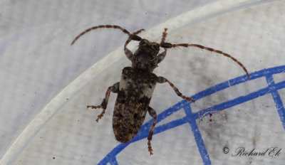 Strre tallkvistbock (Pogonocherus fasciculatus)