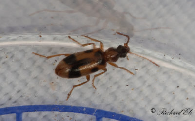 Anthicidae (Kvickbaggar) 