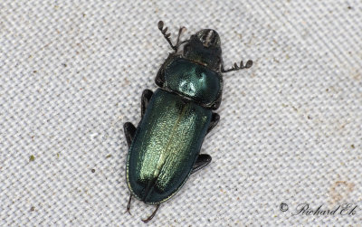 Lundbloxe (Platycerus caraboides)