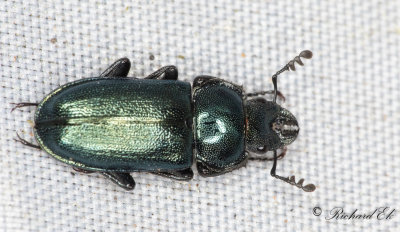 Lundbloxe (Platycerus caraboides)