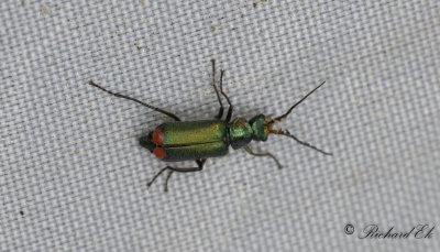 Malachius bipustulatus