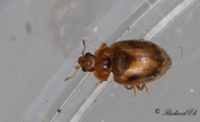 Smalpigor (Coccidulinae)