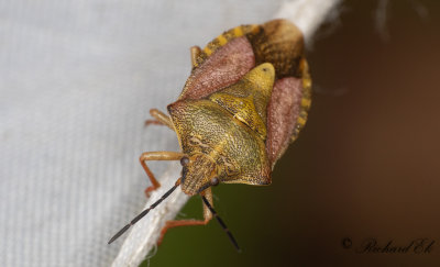 Purpurbrfis (Carpocoris purpureipennis)