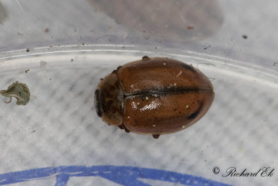 Smutsfläckad nyckelpiga (Aphidecta obliterata)