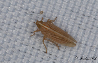 Stenocranus minutus