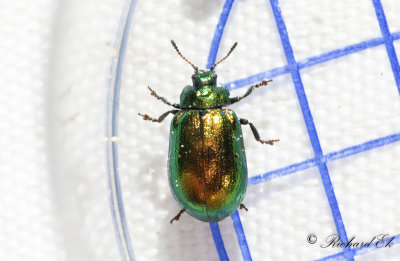 Alglansbagge (Plagiosterna aenea)