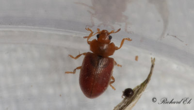 Rd vasspiga (Coccidula rufa)