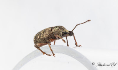 Brun ronvivel (Otiorhynchus singularis)