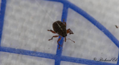 Ljungvivel (Micrelus ericae)