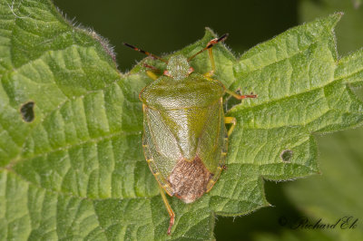 Grn brfis - Green Shield Bug (Palomena prasina)