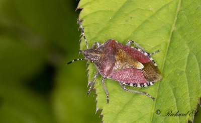 Hrig brfis - Sloe Bug (Dolycoris baccarum)
