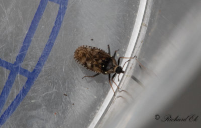 Dictyla echii