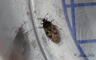 Dictyla echii