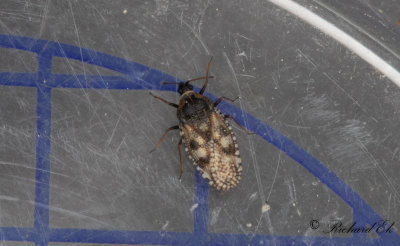 Dictyla echii
