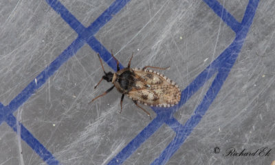 Dictyla echii