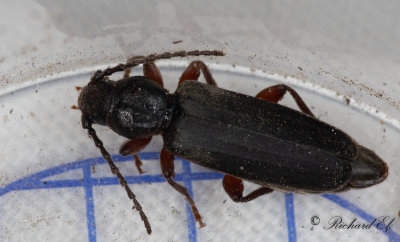 Lrkbock (Tetropium gabrieli)