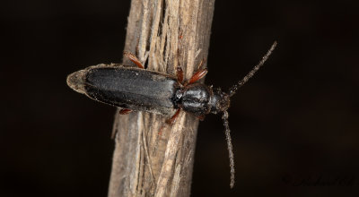 Lrkbock (Tetropium gabrieli)