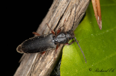 Lrkbock (Tetropium gabrieli)