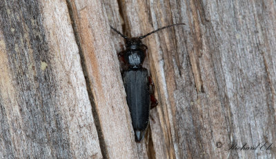 Lrkbock (Tetropium gabrieli)