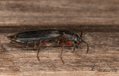 Lrkbock (Tetropium gabrieli)
