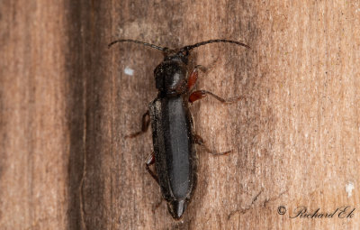 Lrkbock (Tetropium gabrieli)
