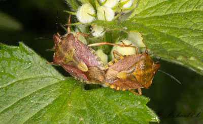 Purpurbrfis (Carpocoris purpureipennis)