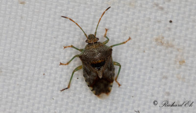 Mindre bjrkbrfis - Parent Bug (Elasmucha grisea)
