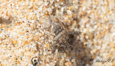 Sanddynbrfis (Phimodera humeralis)