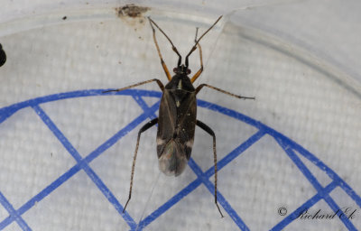Harpocera thoracica
