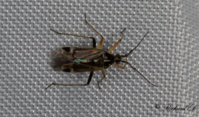 Harpocera thoracica