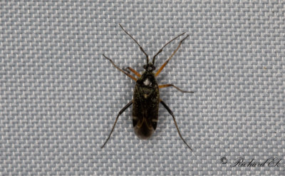 Harpocera thoracica