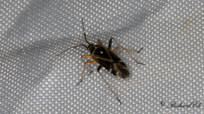 Harpocera thoracica