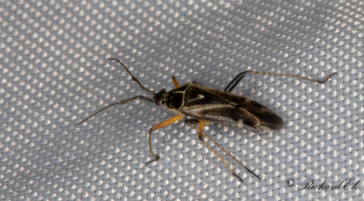 Harpocera thoracica
