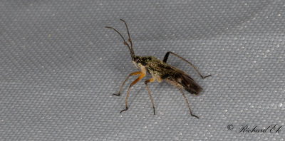 Harpocera thoracica