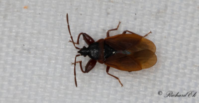 Gastrodes grossipes