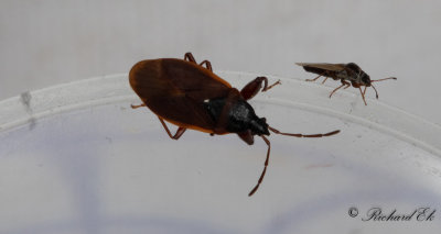 Gastrodes grossipes