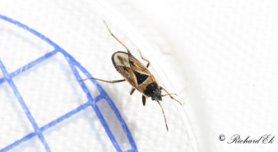 Xanthochilus quadratus